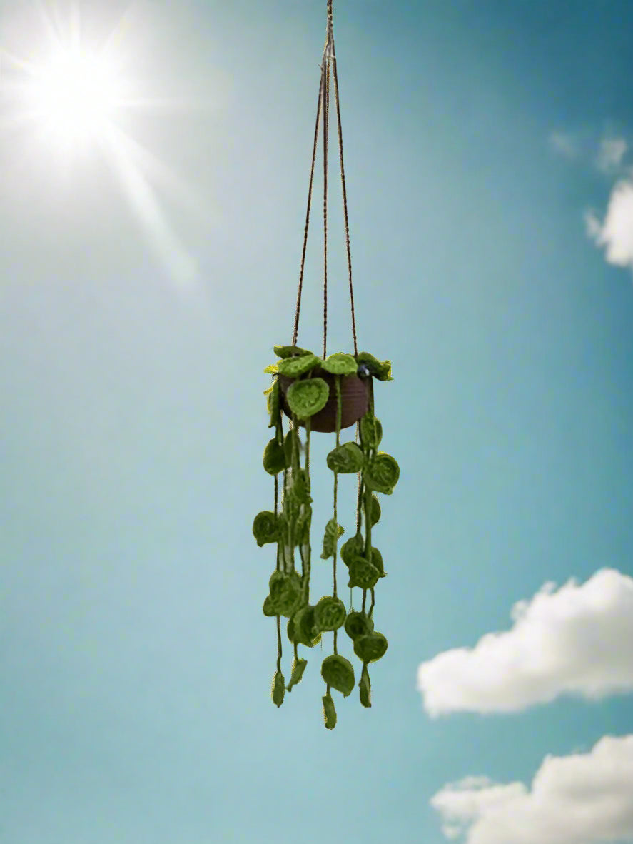 Hanging Plant